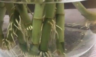 水养竹子怎样才能长根 水养竹子怎么生根
