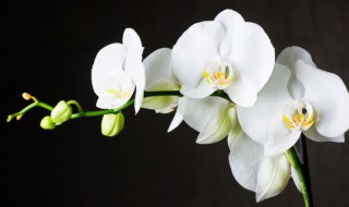 君子兰可以用水苔种植吗 水苔养君子兰怎么浇水