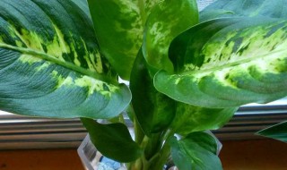 水培万年青植物怎么养殖 水养万年青怎么养