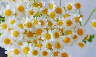 小雏菊如何水养 小雏菊怎么水养