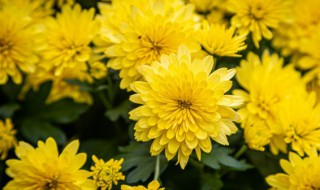 菊花用什么水养最好 菊花怎么水养