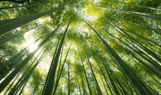 节节高怎么养 节节高怎么水养
