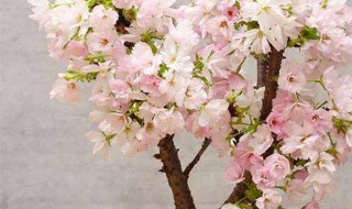 怎样养樱花 樱花怎么养才能长的好