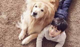 什么样的狗旺家 什么狗最旺家的狗