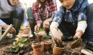 室内盆栽植物哪些好养 好养的室内盆栽