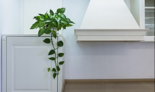 家中好养的绿色植物 家里好养的绿色植物
