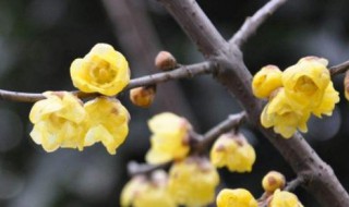 冬天好养的室内花卉有哪些 冬天好养的花卉有哪些