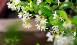 风车茉莉开花后怎么养护 风车茉莉怎么养才开花