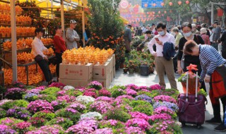 秋冬季好养的花 秋天好养的花