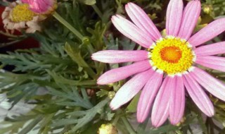 非洲菊怎么水养视频 非洲菊怎么水养