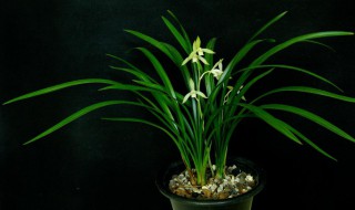 室内开花好养的绿植 室内好养的开花植物