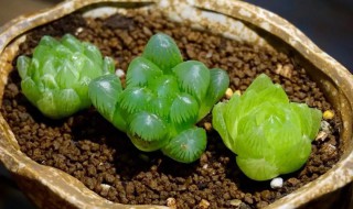 属鸡养哪种玉露最旺财 属鸡的养什么玉露好