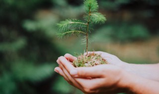 阴宅种什么树好 最旺家阴宅的树