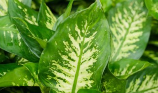 适合客厅水养植物 客厅最旺家的水养绿植
