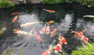 锦鲤鱼池怎么养水 鱼池怎么养水