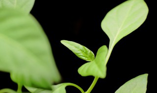 家里绿植怎么养护 家里绿植怎么养