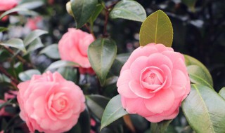 家里的花怎么养 闺蜜家里怎么养花