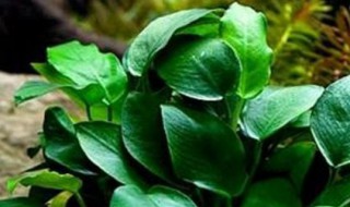 水溶草怎么养好 水溶草怎么养