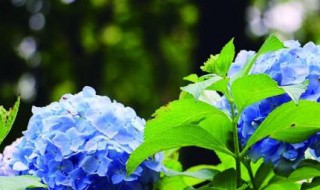 绣球花水养的养殖方法和注意事项 水养绣球花怎么养