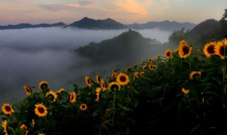 鲜花向日葵怎么养 水养向日葵鲜花怎么养