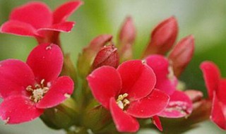 水培如意花的养殖方法 如意花怎么水养