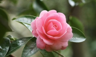 家里养花怎么过冬 家里冬天怎么养花