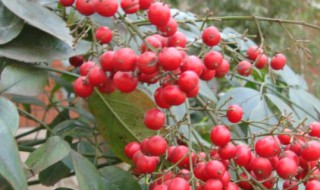 红豆花枝能用水养吗 红豆花怎么水养