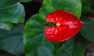 哪种花花语最好 三种最旺家的花花语