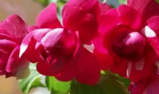 水梅花怎么养才开花 水梅花怎么养