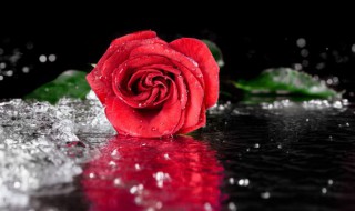 水养玫瑰花怎么养殖 水养玫瑰花怎么养