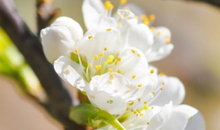 家里养花叶子不断干枯 家里养花叶子干枯怎么回事