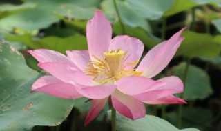 缸养荷花水臭了怎么办 养的荷花水臭了怎么办