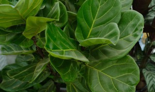 大叶好养的绿植都有什么 好养的大叶植物有哪些
