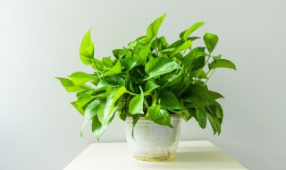客厅好养的植物有哪些 客厅好养的植物