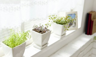 室内好养的植物有哪些 玉树 室内好养的植物有哪些