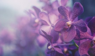 特别好养的兰花 好养的兰花