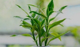 好养的室内绿植小型 好养的室内绿植