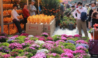 喜阴好养的室内花卉 好养的室内花卉
