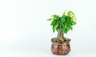家养旺财花卉 最旺家聚财的花卉