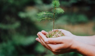 家里种哪3种树最旺财 三种最旺家的树