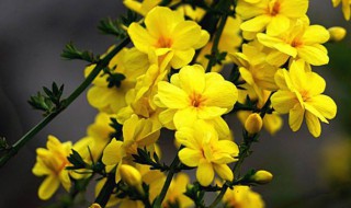 家里能不能养迎春花 迎春花怎么养在家里