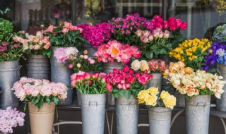 怎么能把花养好 把花养在家里怎么养好