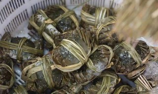 家里如何养河蟹 家里怎么养河蟹
