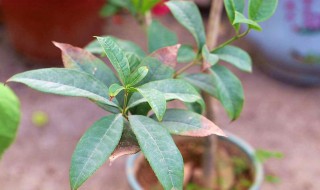 家里面能养桂花吗 家里有桂花怎么养