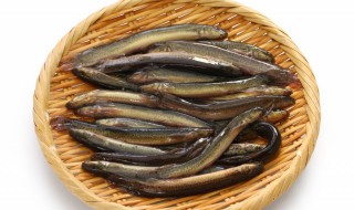 家庭养泥鳅怎么养 泥鳅家里怎么养