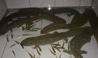娃娃鱼在家里怎么养 家里怎么养娃娃鱼