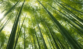 室内养竹子怎么养 家里的竹子怎么养