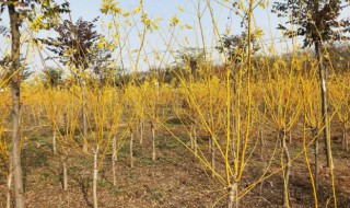 金叶槐什么时候栽 家里能栽金叶槐吗