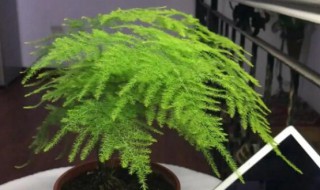 家里面种文竹好不好 家里适合栽文竹吗