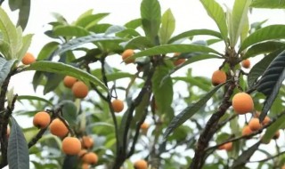 枇杷树可以种家门口吗 琵笆树能栽家里吗